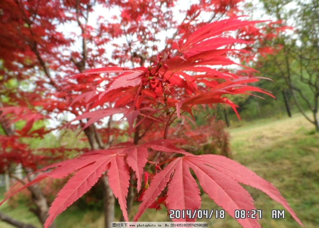 鸡爪槭 红叶 开花 花草 生物世界 摄影 96dpi jpg