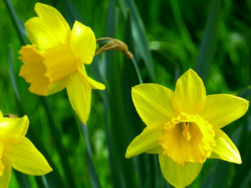 黄色水仙花,水仙花图片大全