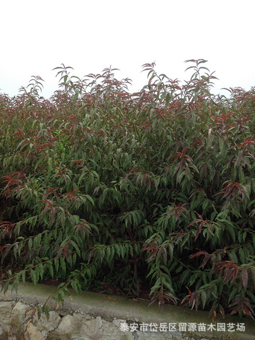 高原野生胎植物图片