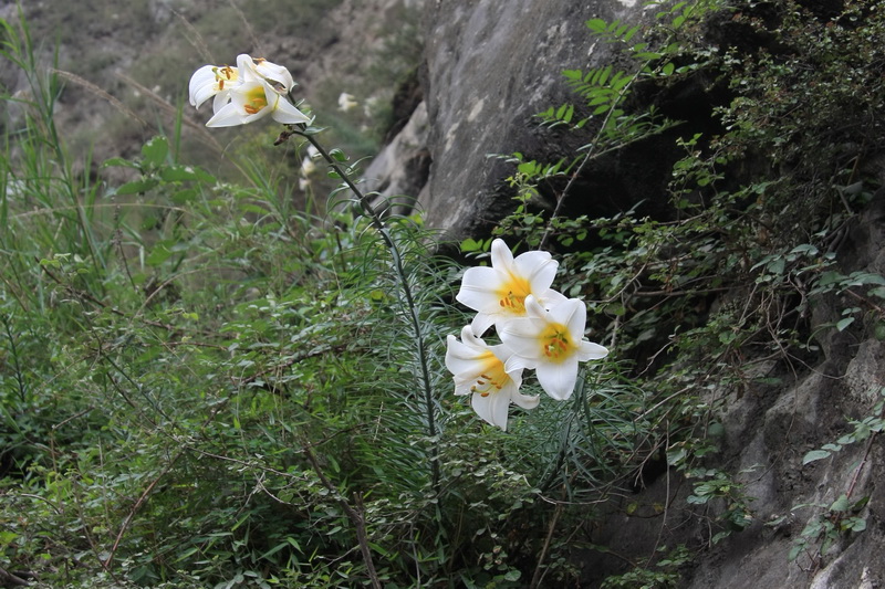 岷江百合的百年情缘