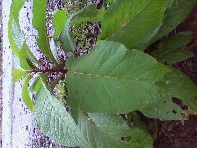 野生西洋参植物图片