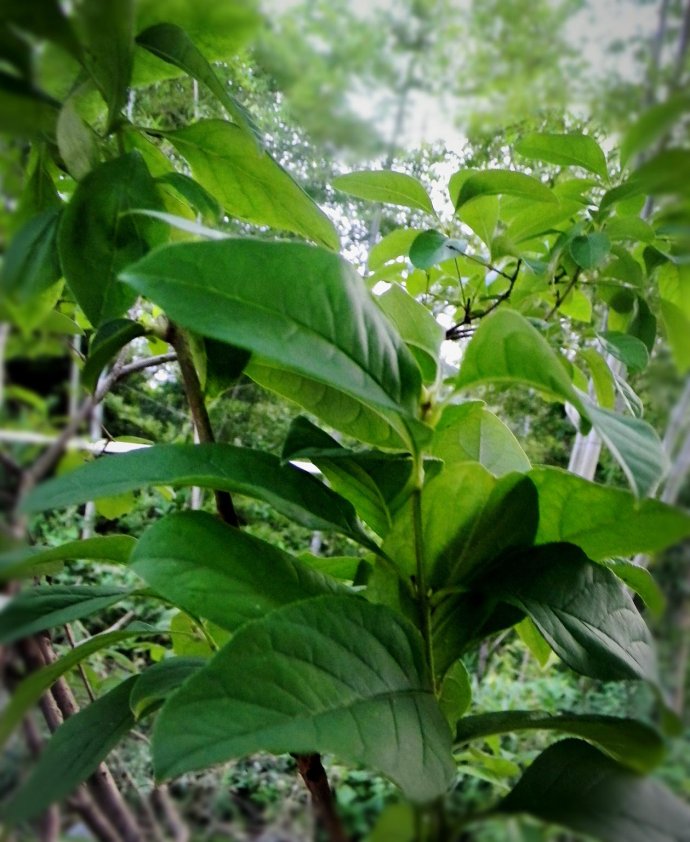 小椭圆叶子植物图片