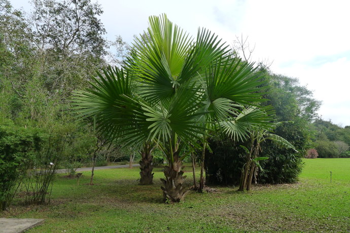 贝叶棕属棕榈科,是一种常绿乔木,原产亚洲热带,它通常树高20米左右