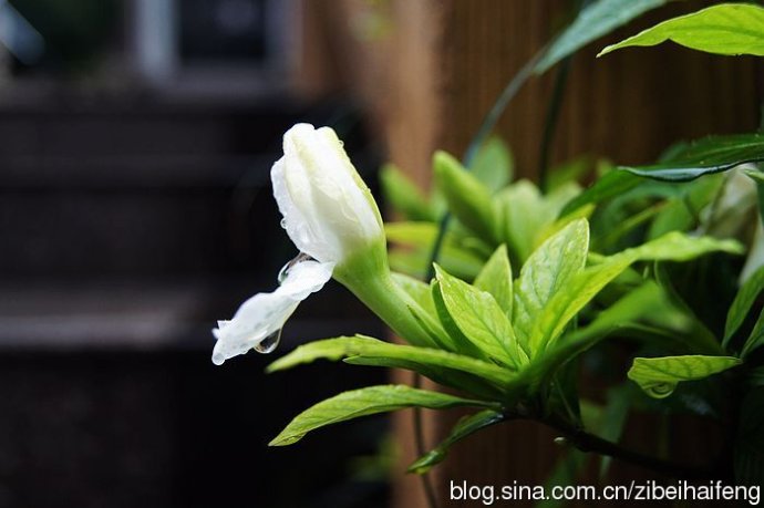 雨中栀子花