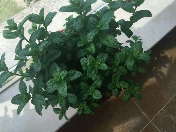 一些家养植物求名