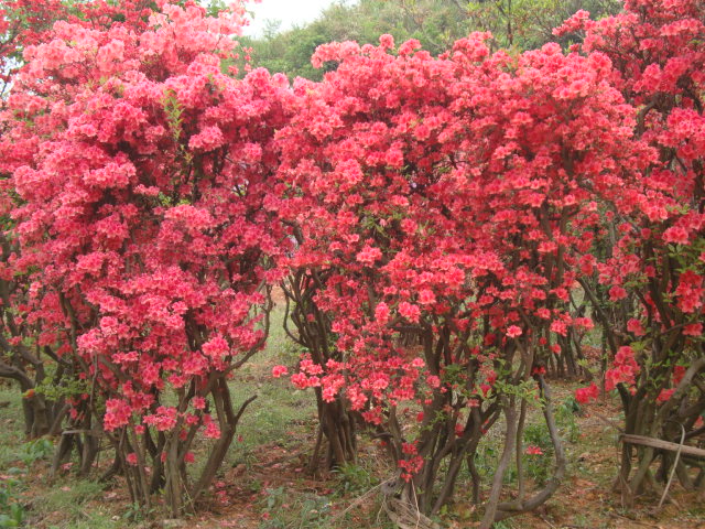 产品名称: 江西映山红="木本花卉之王"   供 应 商: 古桩紫薇,江西映