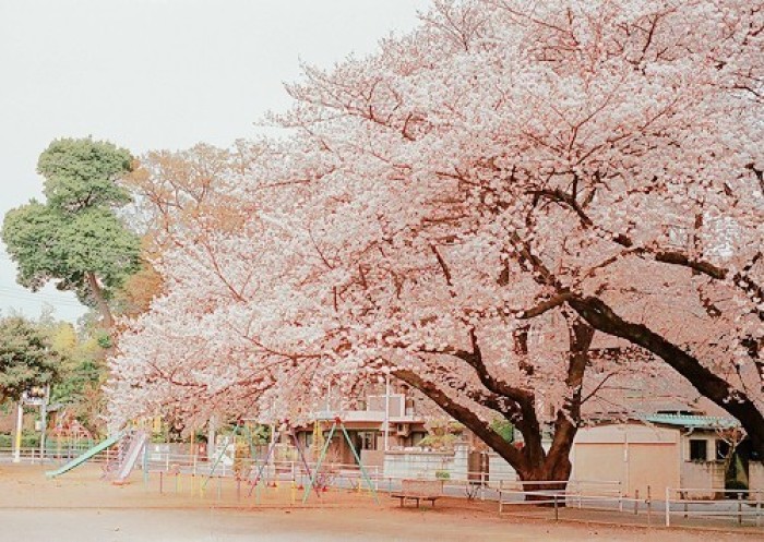 樱花飘落