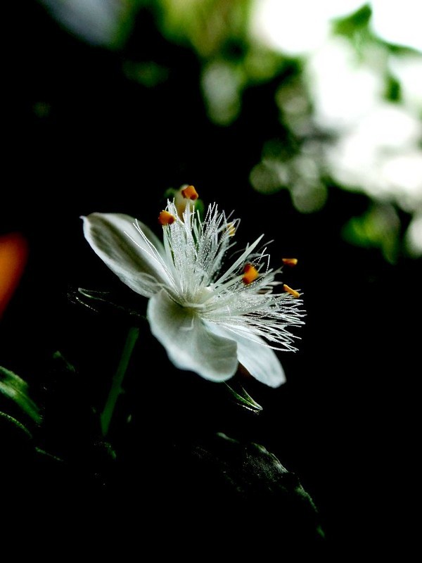 微距——绿萝花