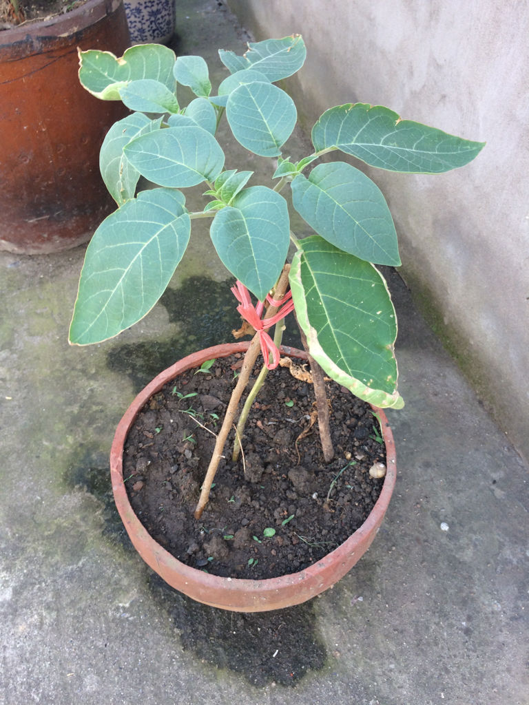 田七植物的图片