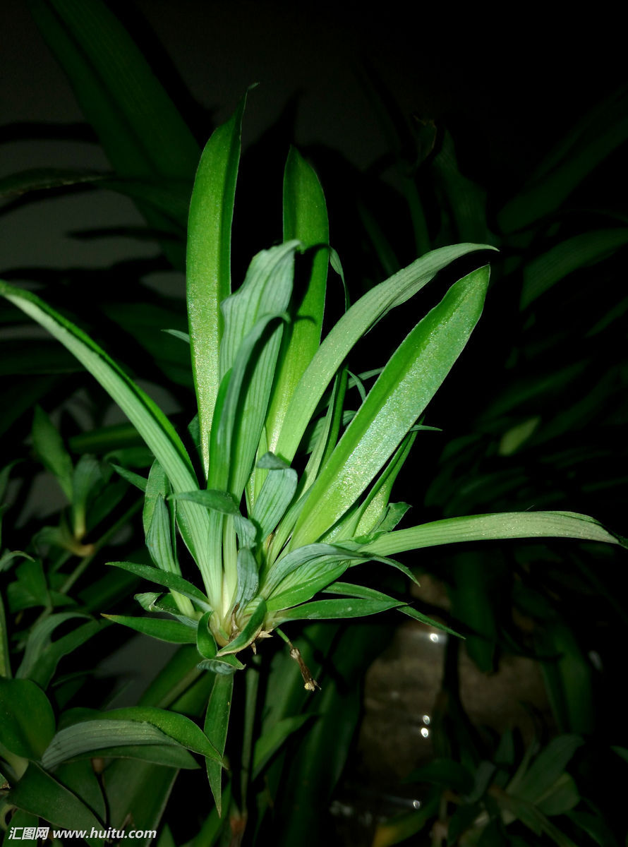 吊兰,花卉,植物,特写,吊兰花