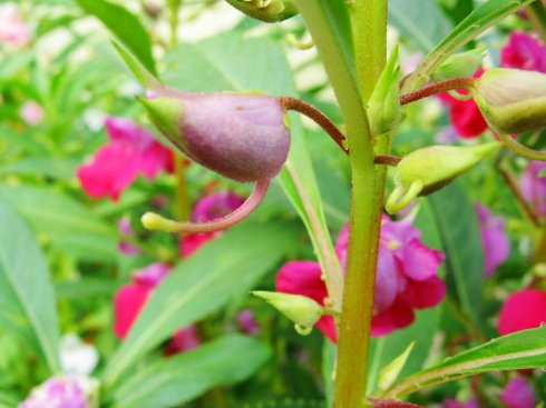 凤仙花系列:蓝凤展翅