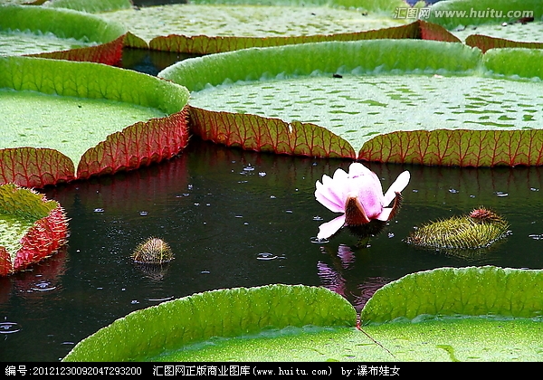 王莲花