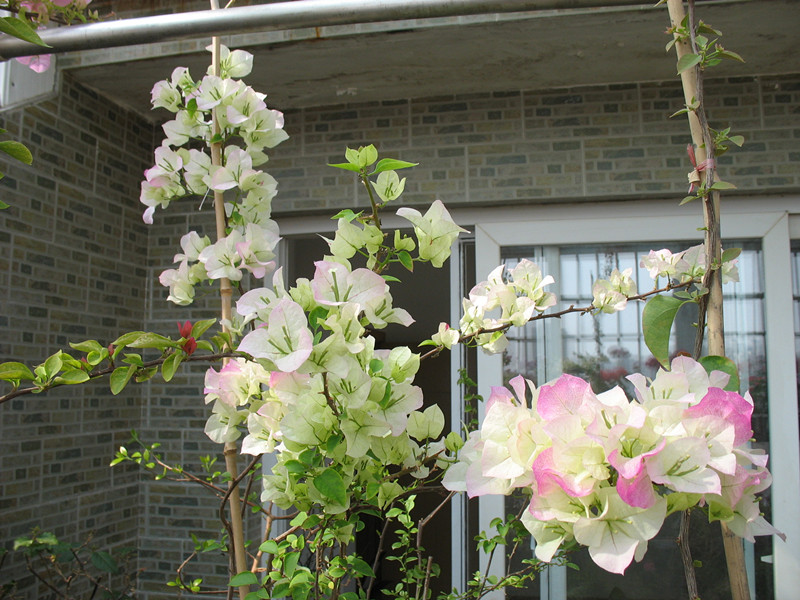 热卖庭院攀援花卉 庭院阳台四季开花 绿樱三角梅 花卉重瓣三角梅推荐