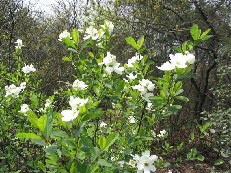 小叶栀子花