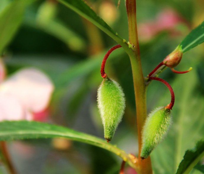 凤仙花(指甲花)