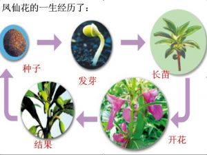 凤仙花生长过程图片