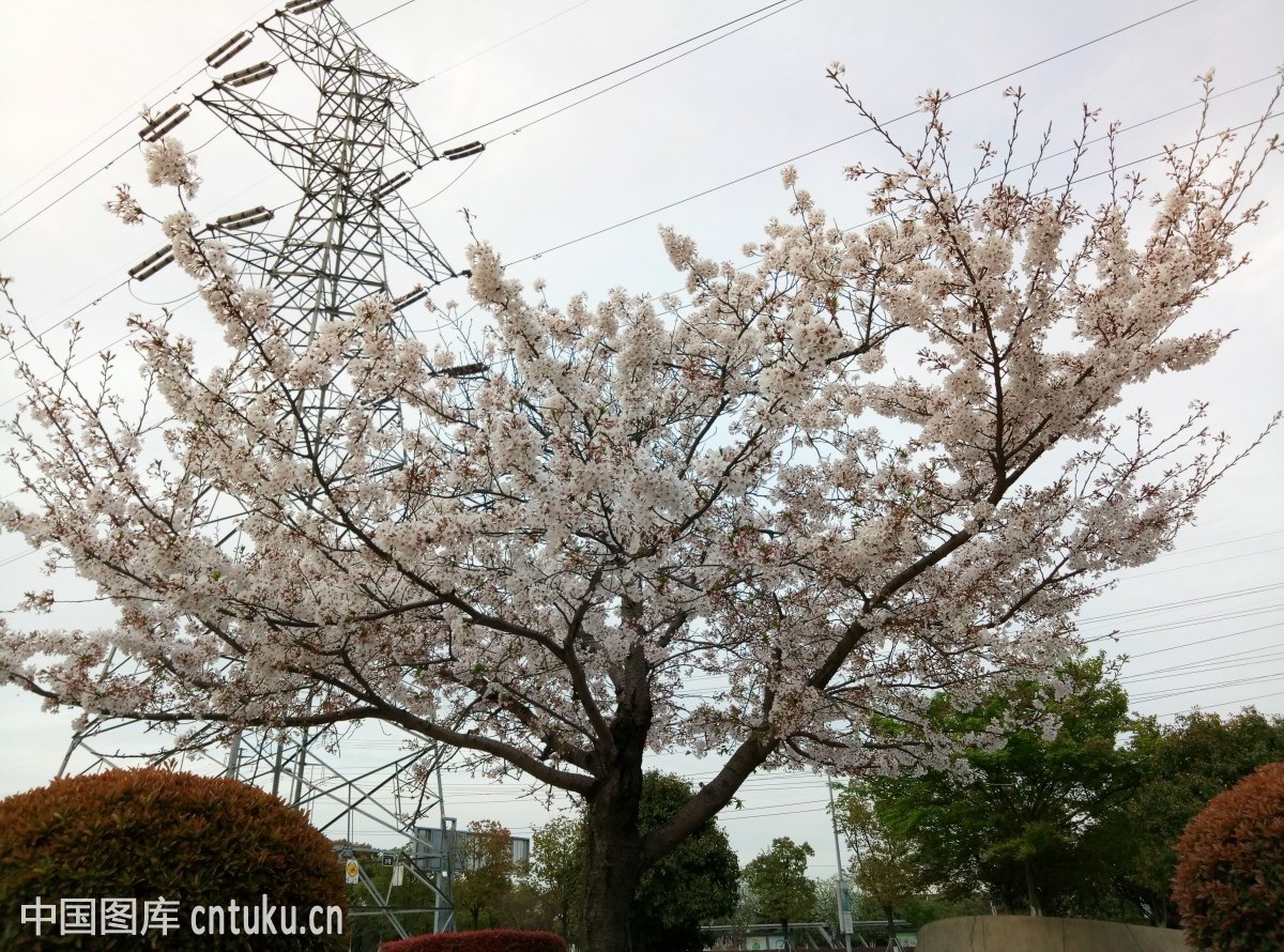 树山梨花节