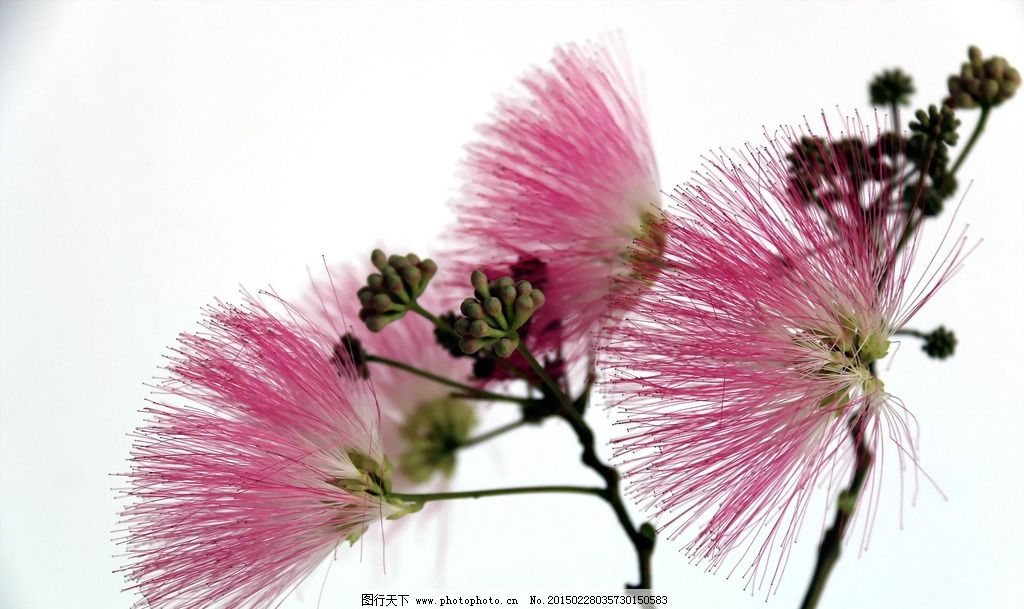 合欢花 夜合欢 夜合树 绒花树 粉色 植物 美丽 唯美 花朵 花 绒花