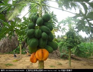 木瓜植物图片