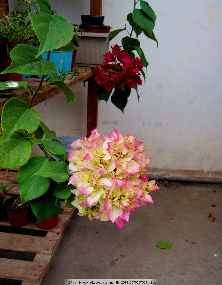 三角梅 双色 红白双色 耐热花卉 观花花卉 花卉 摄影 生物世界 花草 7