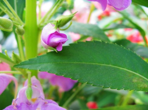 凤仙花系列:蓝凤展翅