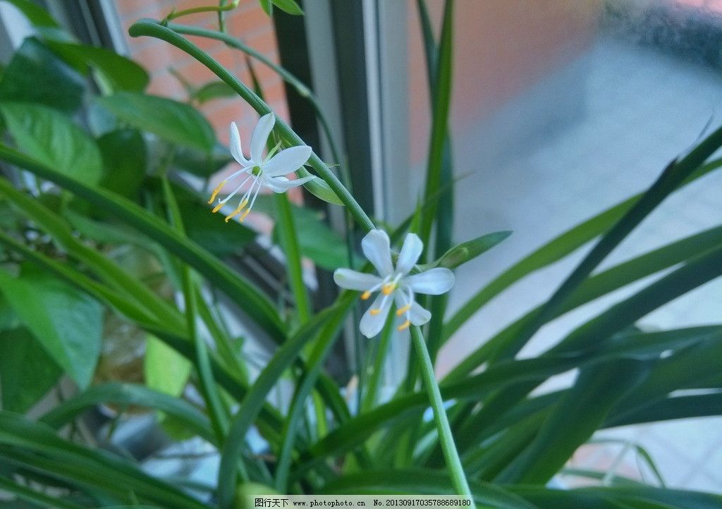 吊兰图片_花草_生物世界_图行天下图库