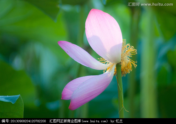 荷花花瓣