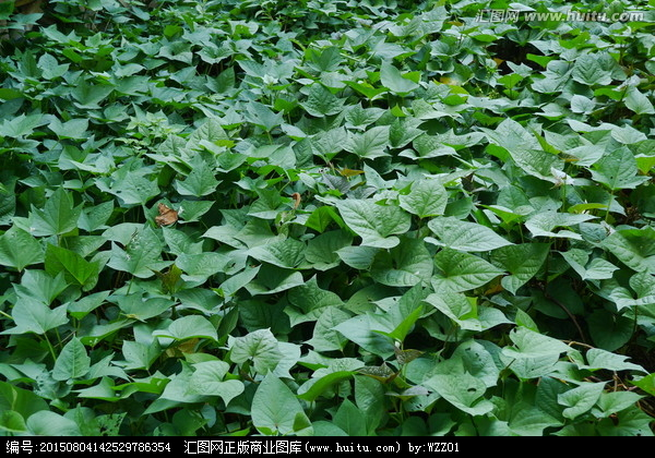 地瓜植物图片