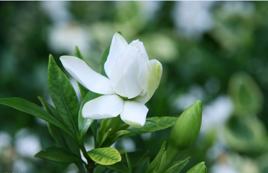 栀子花—深嗅的味道