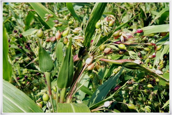 薏米原植物图片