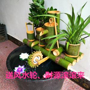 鱼缸过滤槽养植物图片