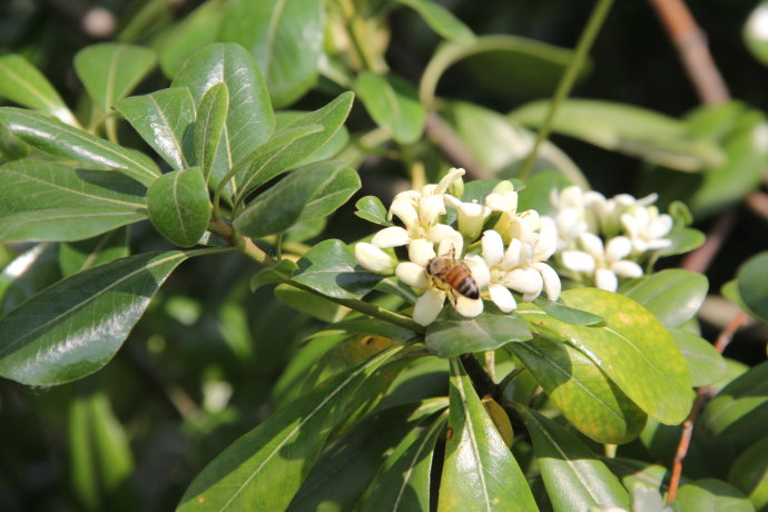 【百花园】(13)海桐花