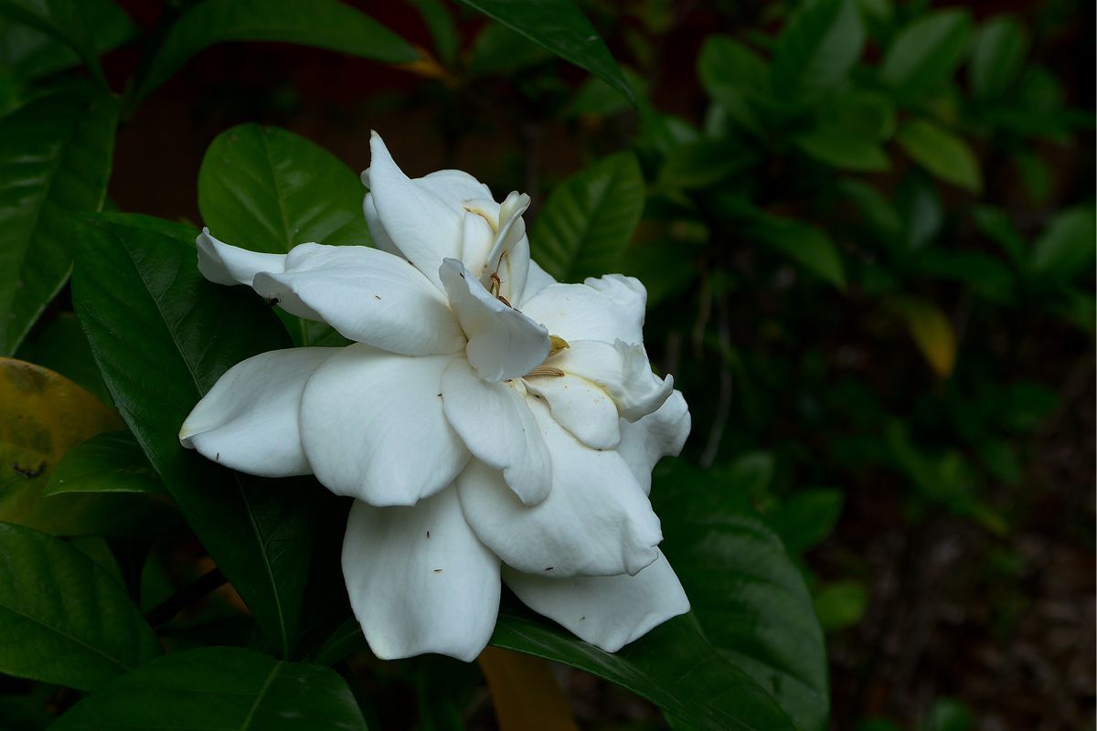 栀子花 