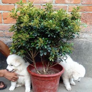 盆景 米兰花盆栽 驱蚊子 室内客厅绿植 四季常青花卉苗开花盆景植物