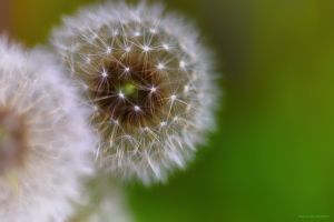 谷雨时节的蒲公英图片