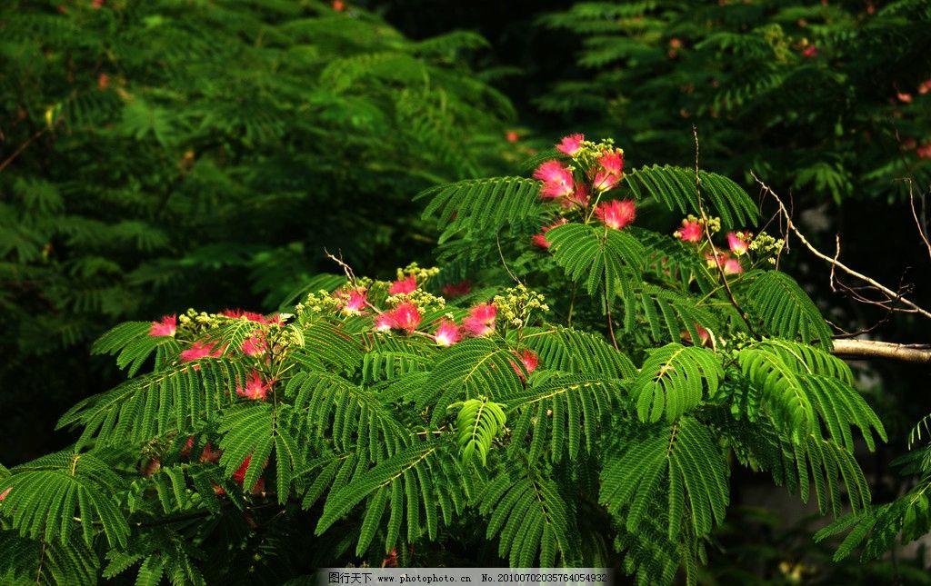 榕花 榕花树 榕树 摄影 摄影图库 自然 生物世界 花草 树木     300dp