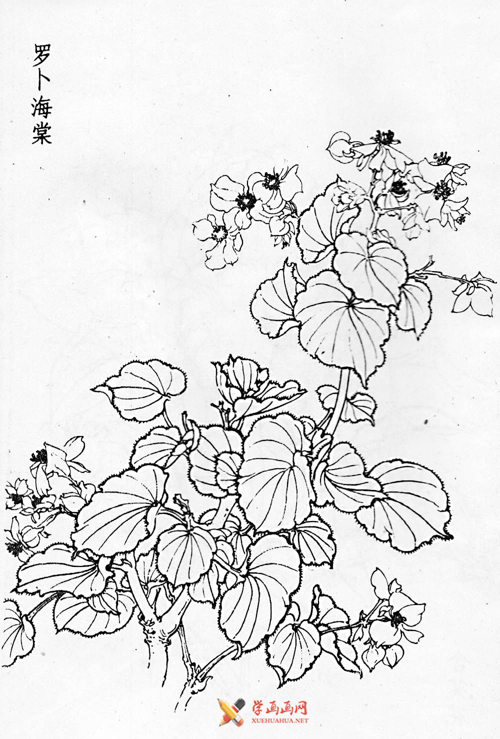 白描花卉图片20幅