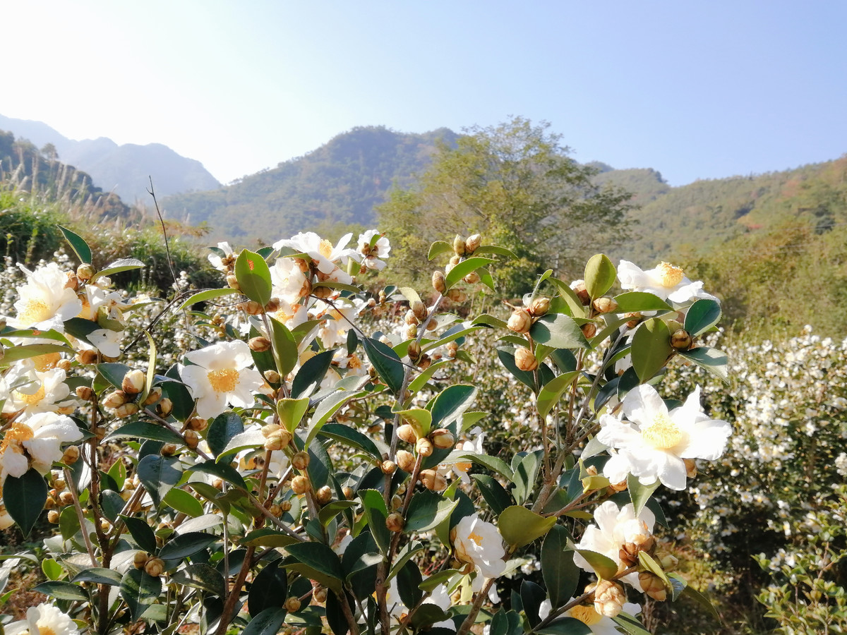 实拍白山茶花盛开图片大全