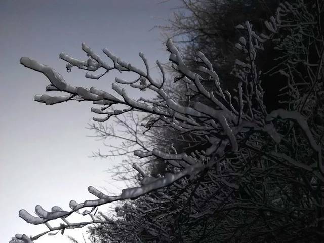 河边有棵鸡脚树,爪子大伸坎上扣. 最奇这里芭蕉树,果实硕大属稀有.