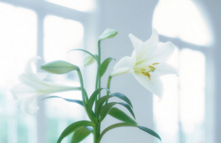 白百合花被认为是圣母之花,黄色百合花表示感激和快乐.