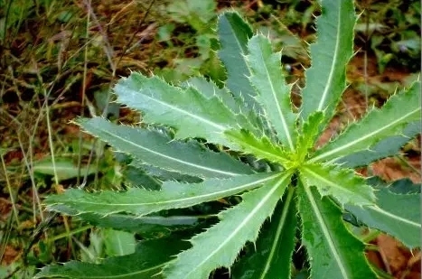 粘草子植物图片