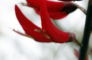 花开满枝头的龙牙红图片