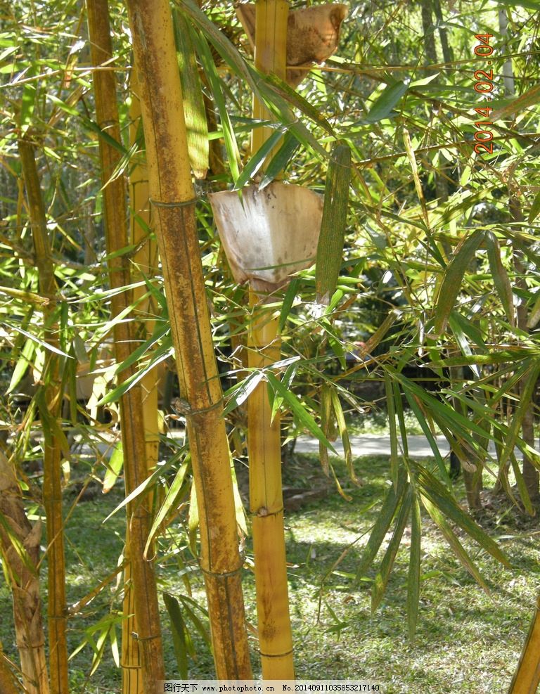 竹子 竹 植物 竹叶 竹竿 草地 观赏 观赏竹 黄色 绿色 绿黄色竹竿