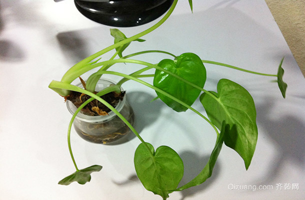 低水观音植物图片