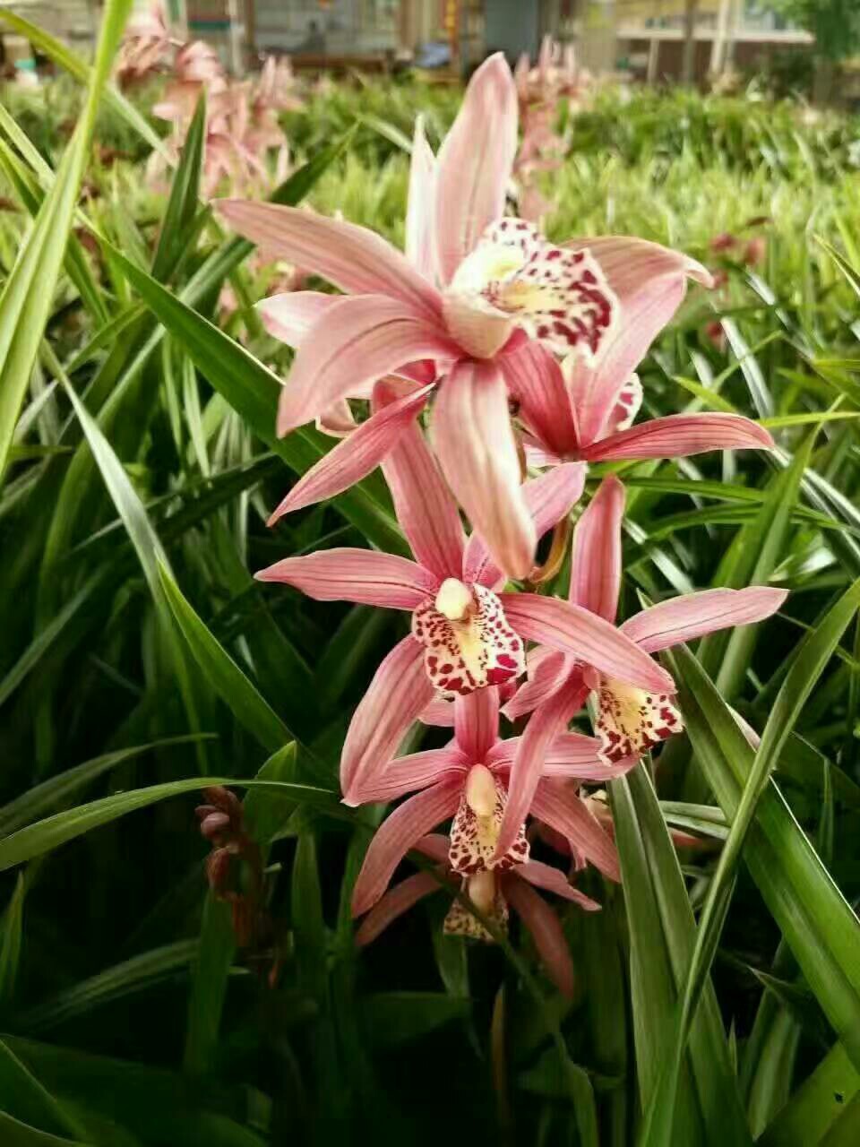 野生兰花价格