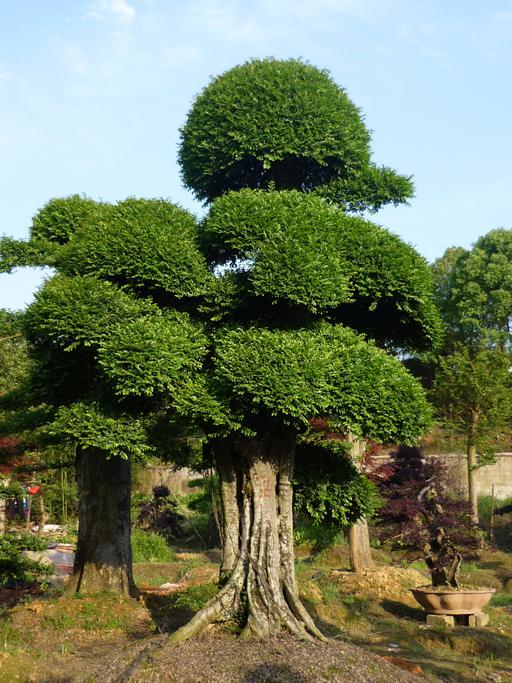 树木要求枝叶茂密,萌芽力强,耐修剪或易于编扎,如圆柏,红豆杉,黄杨,枳