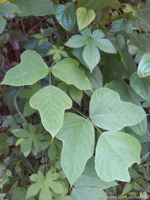 葛植物图片