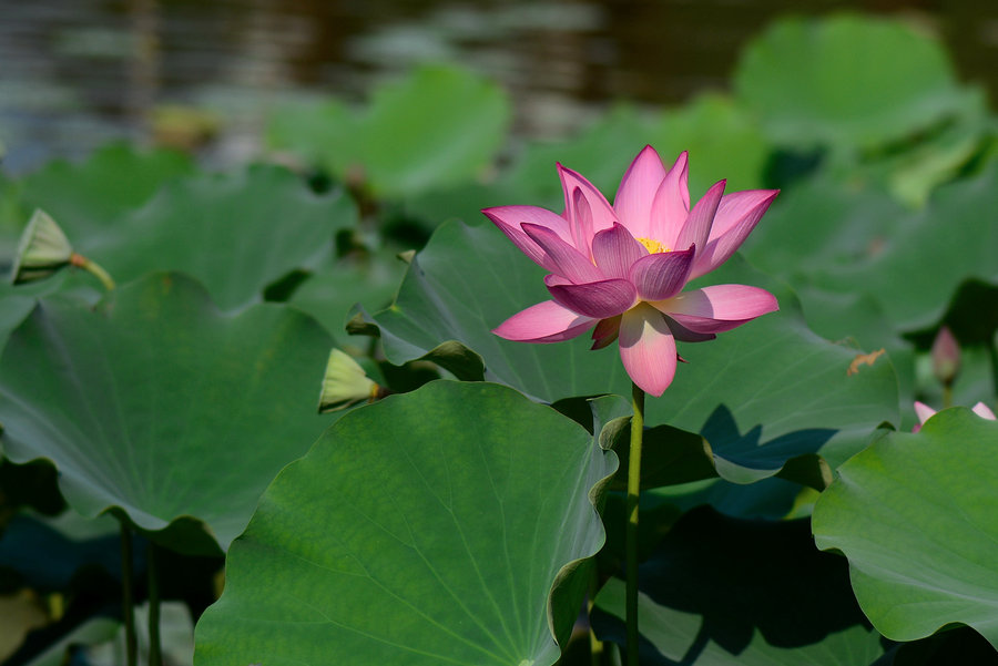 金山植物公园莲藕花