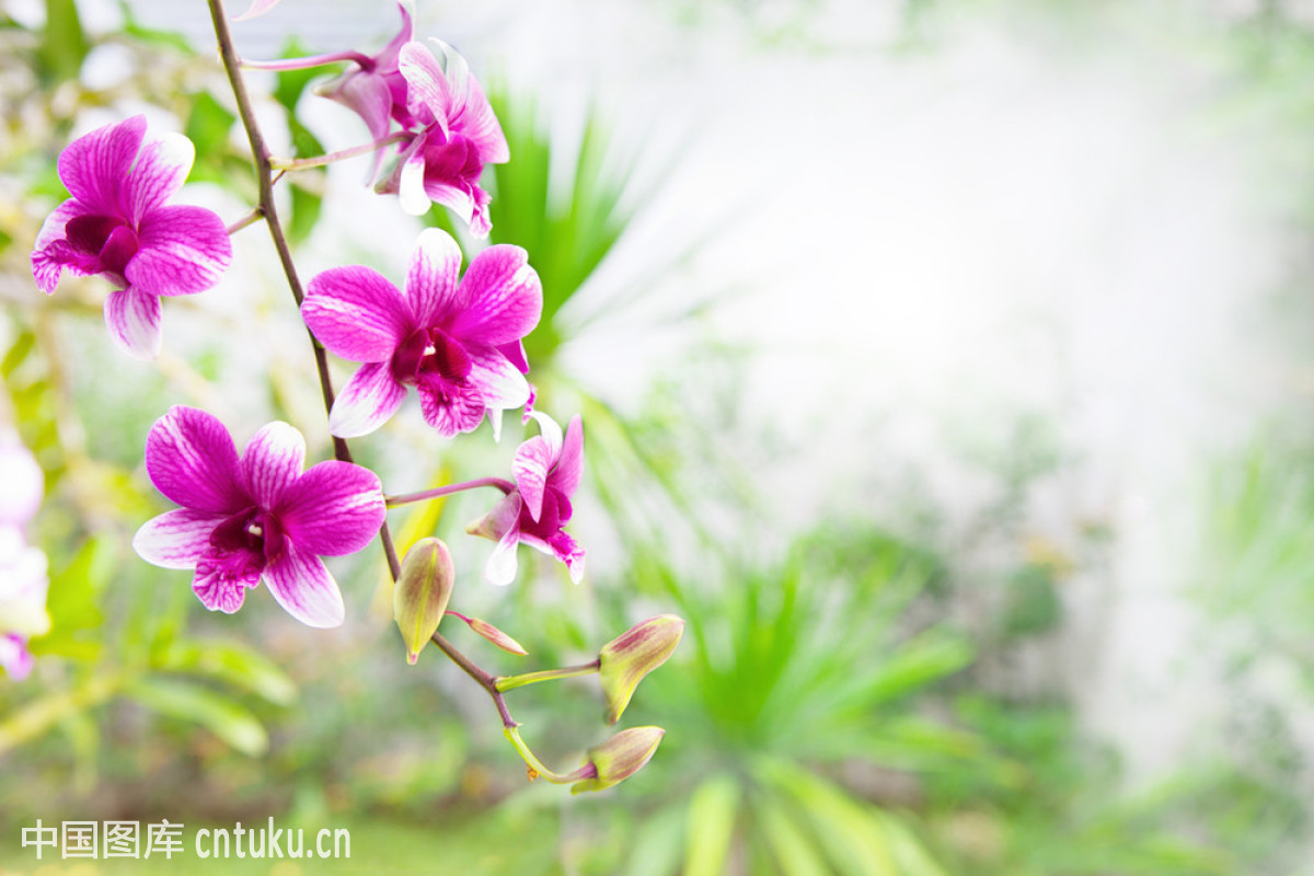 粉红色的紫兰花花束在绿色公园与复制空间