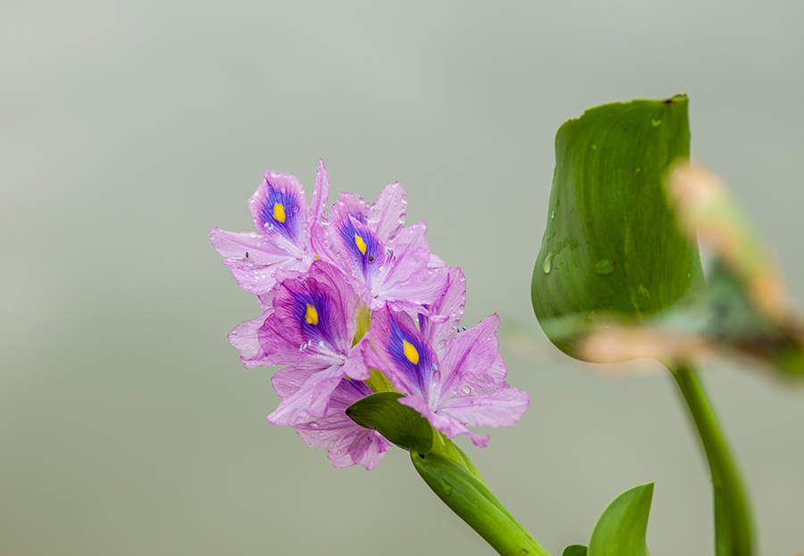 水葫芦花